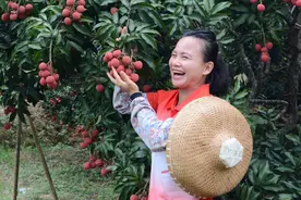 拥有千万粉丝的网红9妹，邀你去广西灵山品荔枝图片