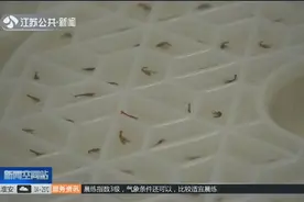 龙虾供不应求？幼苗难以存活，3D打印技术造隔断，发展商业化养殖视频封面