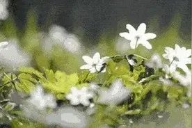 【静夜有声】心田上的百合花图片