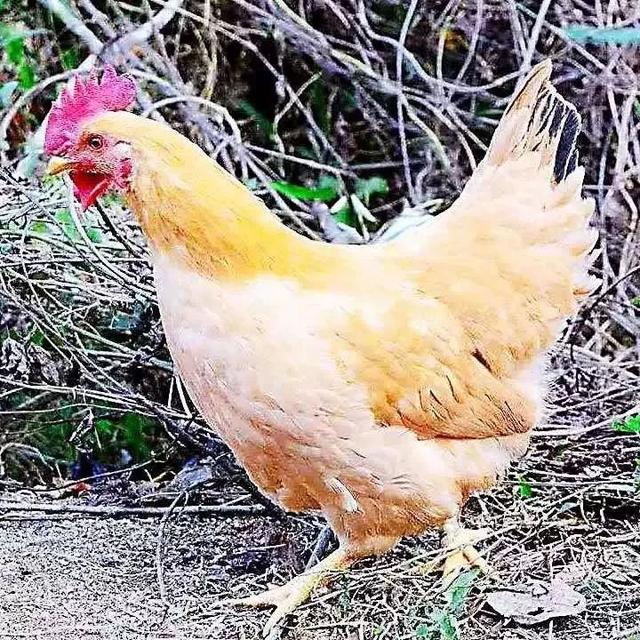 原只椰子炖花胶鸡汤 2026年原只椰子炖花胶鸡汤怎么做