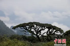 广西金秀圣堂山万亩变色杜鹃花迎客来图片
