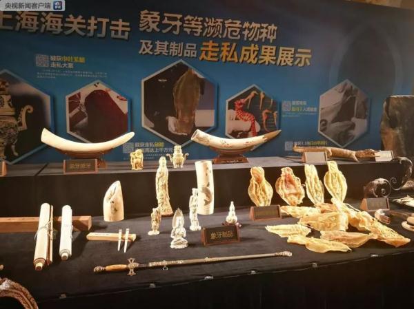 鱼鳔是什么东西 2026年鱼鳔是什么东西? 鱼鳔是什么东西 2026年鱼鳔是什么东西?