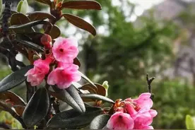 五月高山杜鹃，我已中了你的“毒”！图片