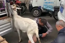 西安街头羊奶现挤现卖，无添加更健康？视频封面