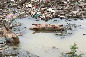 梧州江面现大量死猪漂流，官方否认猪瘟视频封面