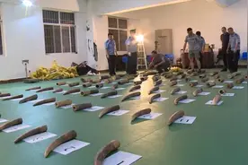 跨国走私象牙交易曝光：从非设关地入境视频封面