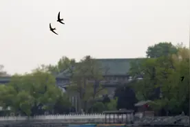 北京雨燕归来背后：一场“土著生物”保卫战图片