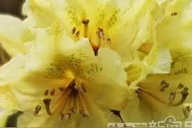 风中雨中阳光下，高山牛皮杜鹃在等你……｜花期到6月15日，错过就要等明年图片