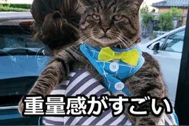 日本推主一张猫猫发胖照，引众多铲屎官共鸣：真是一胖毁所有啊图片