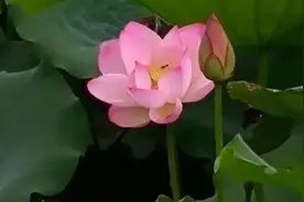 夜读 |修养是般若智慧的结晶图片
