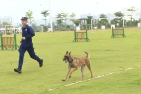 与“汪星人”搜救小能手的“亲密接触”视频封面