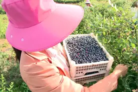流口水！“富硒蓝莓”采摘啦视频封面