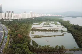 《新华视点》湿地就在城中央——珠三角重塑人与自然和谐共生图景视频封面