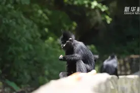 贵州麻阳河保护区黑叶猴数量逐年增加视频封面