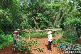 海口金牛岭公园树被砍掉种上瓜菜，到底谁干的？为何管不住？图片