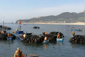 大钦岛上“夏收”忙视频封面