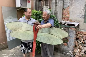 舐犊情深 合肥八旬老人独自照顾残疾儿子15年图片