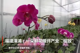 福建漳浦：一朵鲜花催开产业“绽放”视频封面
