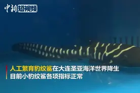 “斑马装”的豹纹鲨？人工繁育豹纹鲨在辽宁大连降生视频封面
