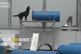 直击台北搜救犬训练：30秒找到藏起来的“受困者”视频封面