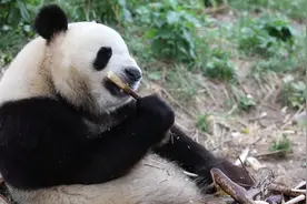 萌翻了！看这里的2岁小熊猫视频封面