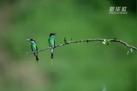 蓝喉蜂虎 枝头秀美视频封面
