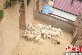 甘肃环县沟壑养羊记：“窑洞+运动场”变废为宝图片