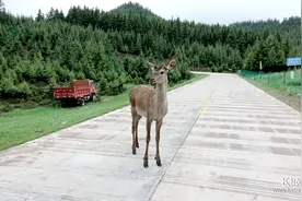 美哭了！肃南康乐草原和草原上的马鹿、羊群……图片