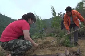 在石板上种树总共分几步？——看“五步造林法”让荒山染绿吐翠视频封面