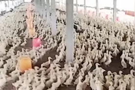 壮哉！上万只鸭子听懂主人口令排队进食视频封面