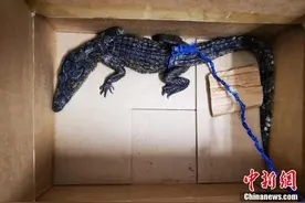 行李箱藏匿非洲大鳄鱼 男子携“猛宠”过关被查获图片