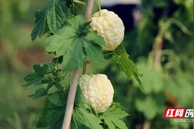 桂阳县：吃货福利 苦瓜不苦反而有苹果的味道图片