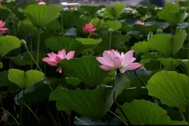 雨后济南大明湖惊现“夏雨荷”！视频封面