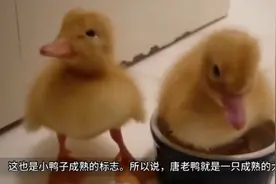黄色的小鸭子长大后，为什么就变成白色的羽毛？看完涨知识视频封面