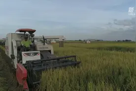 2019上半年柬埔寨对中国出口大米继续增长视频封面
