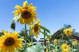 暑假去哪儿？成都周边五大向日葵花海等你来耍视频封面
