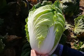 红薯藤也曾和白菜“谈恋爱”霜降之后抱紧你温暖你图片
