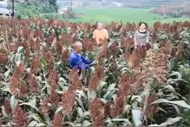 自贡有个全省“白酒金三角”：富顺红高粱酿出大产业视频封面