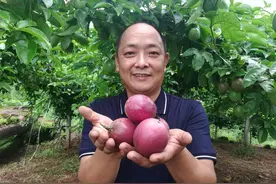 鸡蛋果飞进深山里 荣县这个地方或有全川最大百香果种植基地视频封面