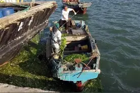 浒苔侵袭，乳山探索“打浒”新方式图片