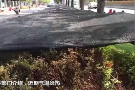 【视频】保护新栽苗木 绿化带披上遮阳网视频封面