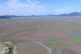 浙江象山互花米草成灾，治理搁浅9年视频封面