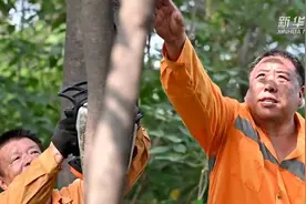 老马和他种不完的树视频封面