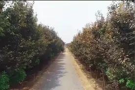 老马和他种不完的树视频封面
