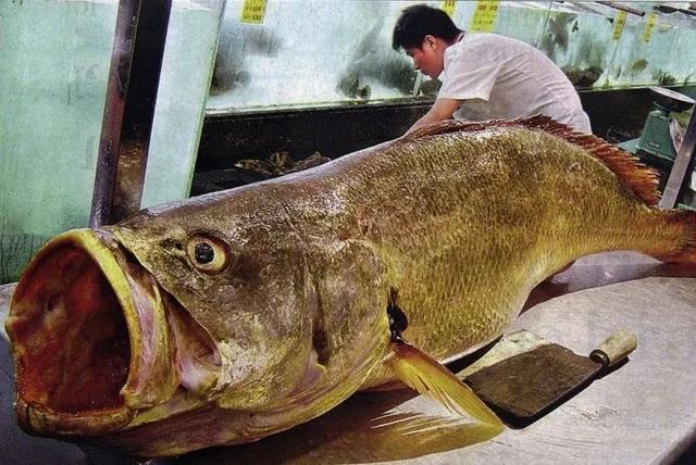 海豚的鰾能做花胶吗 2026年海豚有鱼鳔吗