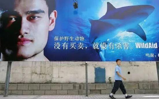 海豚的鰾能做花胶吗 2026年海豚有鱼鳔吗