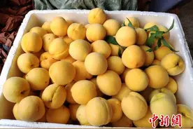 从源头“拔穷根”湖南炎陵黄桃产业鼓起农户“钱袋子”图片