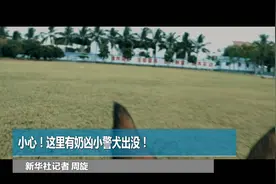 小心！这里有奶凶小警犬出没！视频封面