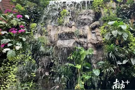 玩什么｜打卡广州新晋网红！正佳雨林生态植物园了解一下图片