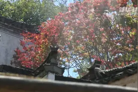 八月枫叶红 你见过吗？视频封面
